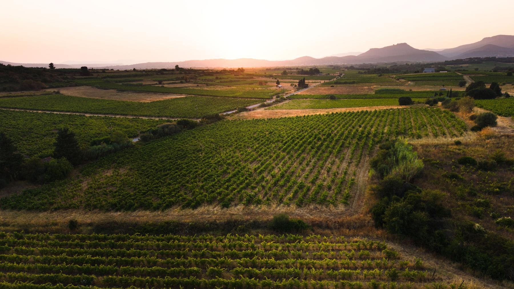 Les parcelles du domaine au crépuscule, les reliefs en fond