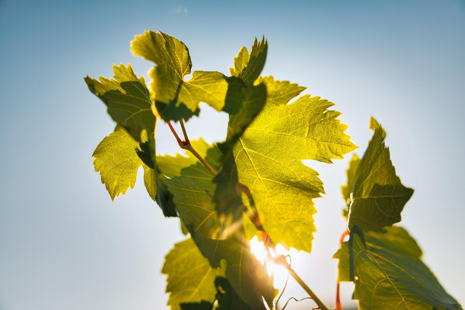 Rangs de vigne enherbés, sol travaillé