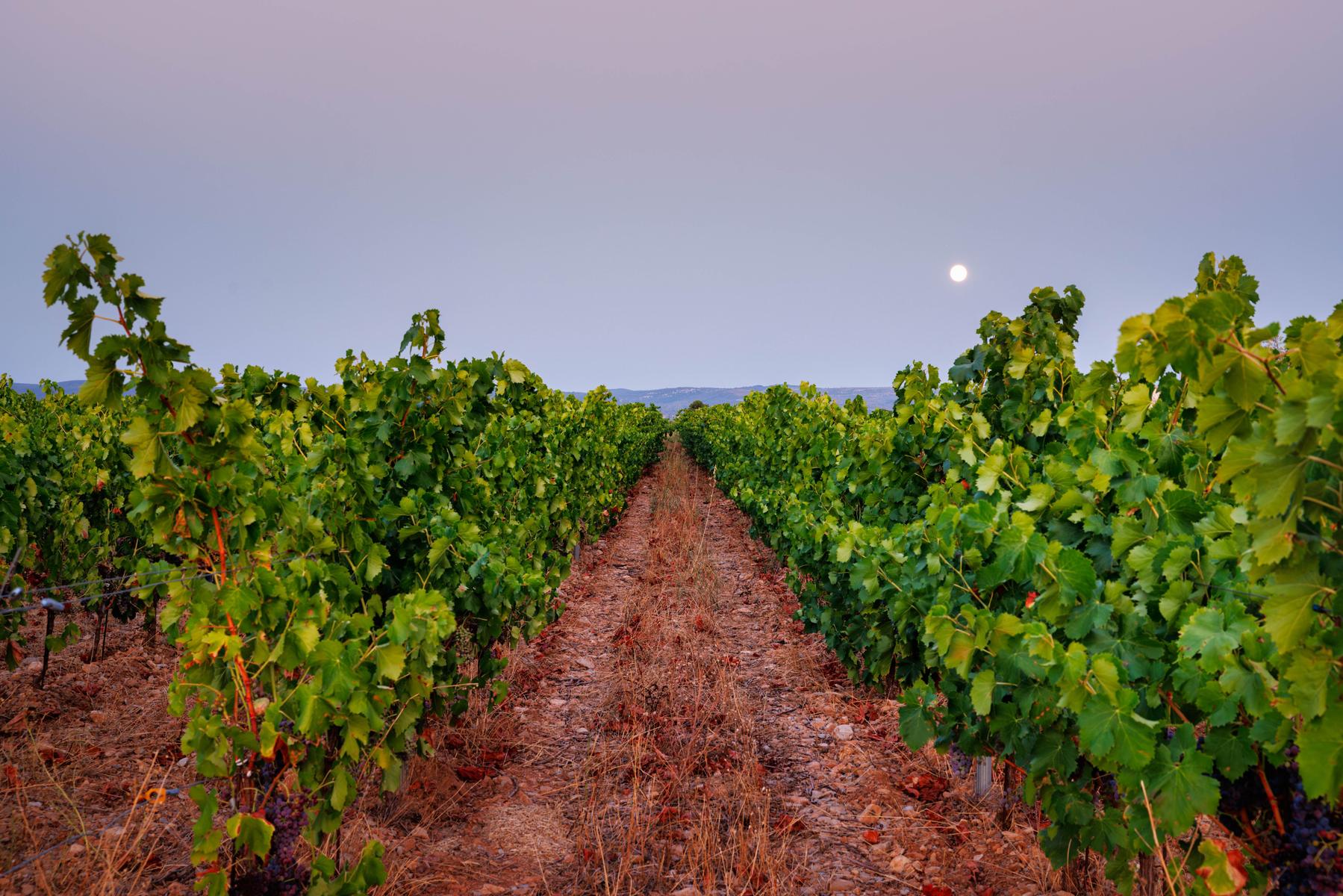 Rangs de vigne au lever de lune