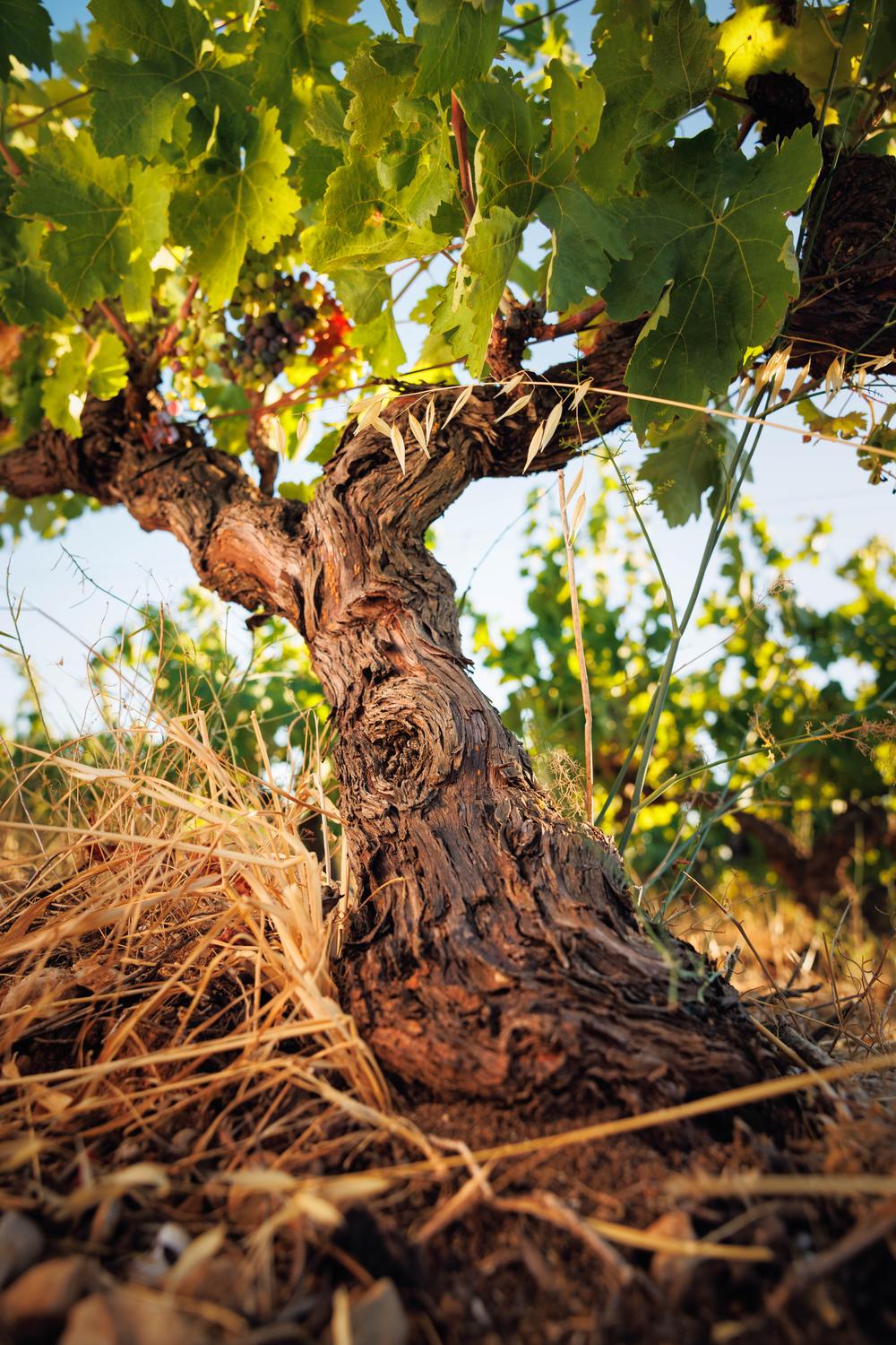 Vieux cep en gobelet, chargé de grappes