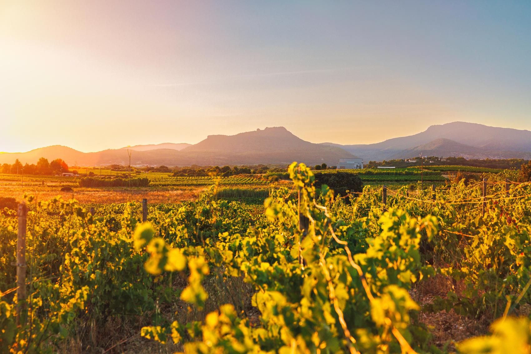 Les vignes au soleil couchant